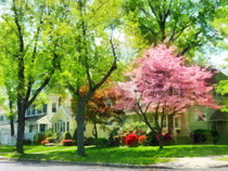 Spring - The Trees Are Flowering On My Street von Susan Savad