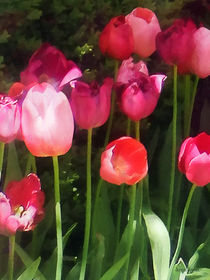Pink Tulips in Garden by Susan Savad