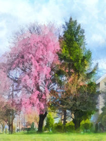 Spring - Weeping Cherry and Evergreen by Susan Savad
