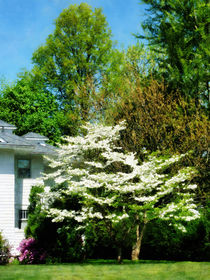 White Flowering Tree von Susan Savad