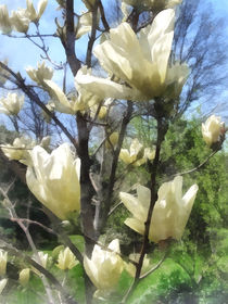 White Magnolia Branches von Susan Savad