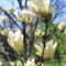 Sig-white-magnolia-branches