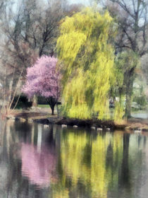 Willow and Cherry by Lake by Susan Savad
