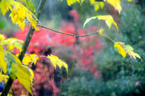 Herbstfarben 02 von J.A. Fischer