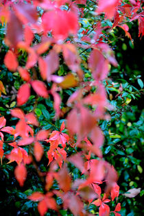 Herbstfarben von J.A. Fischer