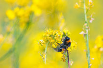 Bee Happy in Yellow von Vicki Field