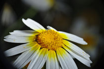 Wild Daisy Flower von Angelo DeVal