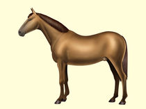 Horse anatomy - Body parts - No text by William Rossin