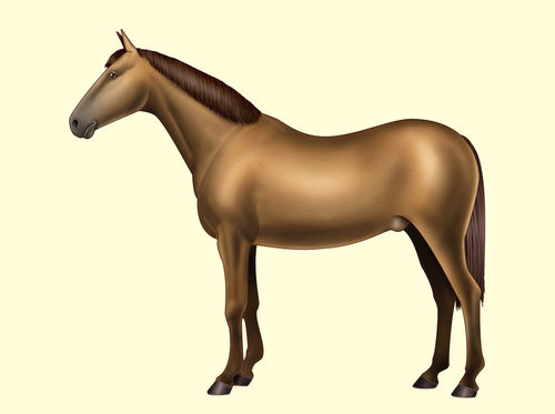 Horse-anatomy-body-parts-no-text