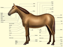 Horse anatomy - Body parts von William Rossin