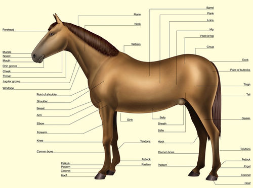 Horse-anatomy-body-parts