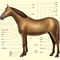 Horse-anatomy-body-parts