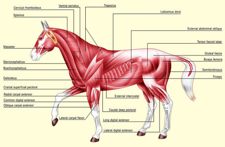 Horse-anatomy-muscles