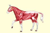 Horse anatomy muscles - No text by William Rossin