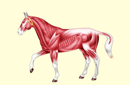 Horse-anatomy-muscles-no-text