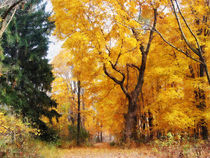 Autumn Path by Susan Savad