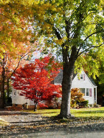 Autumn Street With Red Tree von Susan Savad