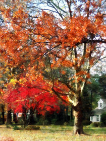 Autumn Sycamore Tree by Susan Savad