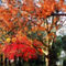 Gft-autumnsycamoretree