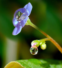 Drops on the forget-me-not von Yuri Hope
