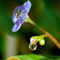 Drops-on-the-forget-me-not