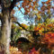 Sig2-autumntreebysmallstonebridge
