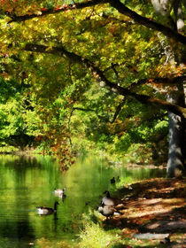 Geese By Pond in Autumn von Susan Savad