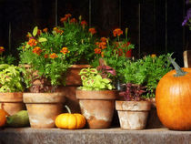 Marigolds and Pumpkins by Susan Savad