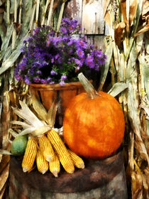 Pumpkin Corn and Asters by Susan Savad
