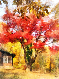 Red Autumn Sycamore by Susan Savad