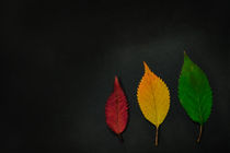 Herbstlaub // autumn leaves von Marcus Hennen
