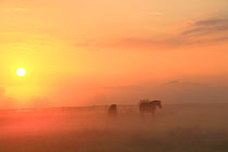 Pferde im Sonnenaufgang von Bernhard Kaiser