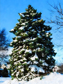 Evergreen in Winter von Susan Savad