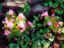 Begonias By Stone Wall by Susan Savad