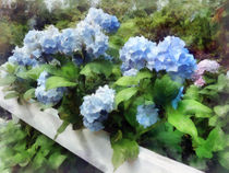 Blue Hydrangea on White Fence by Susan Savad