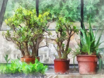 Bonsai in Greenhouse by Susan Savad