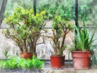 Sig-bonsaiingreenhouse