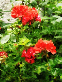 Bright Red Geraniums by Susan Savad