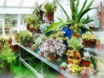 Greenhouse With Cactus von Susan Savad