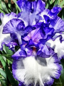 Classic Look Iris Closeup by Susan Savad