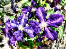 Clematis on a Stone Wall by Susan Savad