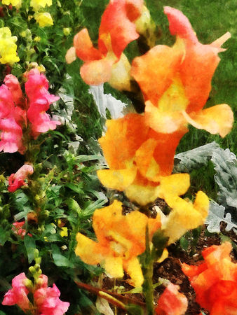 Gft-colorfulsnapdragons