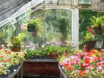 Geraniums in Greenhouse by Susan Savad