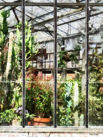 Greenhouse With Large Cactus by Susan Savad