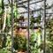 Sig2-greenhousewithlargecactus