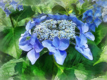 Blue Lace Cap Hydrangea Let's Dance Starlight by Susan Savad
