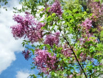 Lilacs and Clouds by Susan Savad