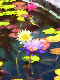 Lotus Pond von Susan Savad