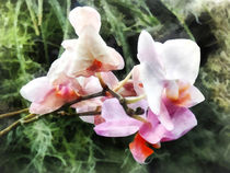 Pale Pink Phalaenopsis Orchids von Susan Savad