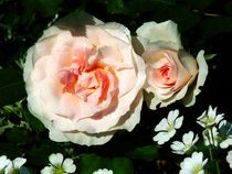 Pale Pink Roses in Garden by Susan Savad